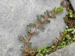 Myriophyllum triphyllum