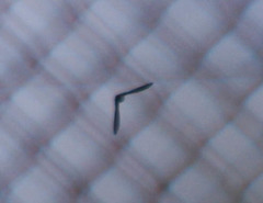 Pygochelidon cyanoleuca