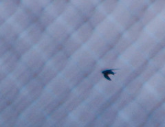 Pygochelidon cyanoleuca