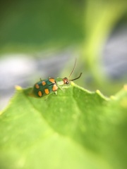 Diabrotica speciosa