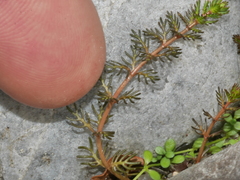 Myriophyllum triphyllum