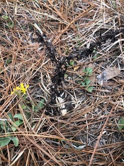 Chrysopsis gossypina