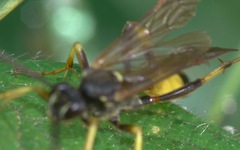 Ichneumonidae