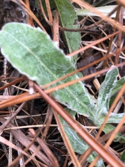 Chrysopsis gossypina