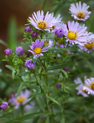 California Aster