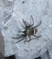 Heliophanus aeneus