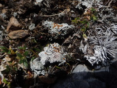 Brigantiaea fuscolutea