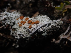 Brigantiaea fuscolutea