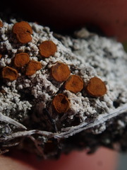 Brigantiaea fuscolutea