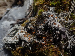 Brigantiaea fuscolutea