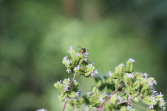 Anthodioctes megachiloides