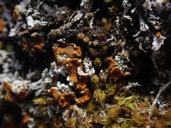 Brigantiaea fuscolutea