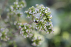 Anthodioctes megachiloides