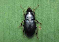 Harpalus serripes