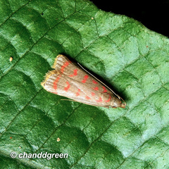 Dichomeris sandycitis