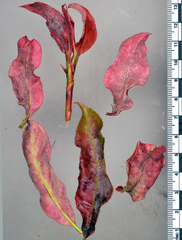 Podosphaera clandestina