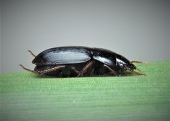 Harpalus serripes