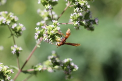 Montezumia ferruginea