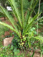 Neoblechnum brasiliense