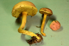 Boletus subfraternus