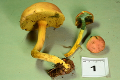 Boletus subfraternus