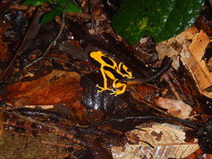 Dendrobates tinctorius