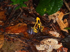 Dendrobates tinctorius