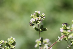 Augochloropsis tupacamaru