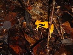Dendrobates tinctorius