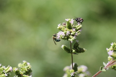 Augochloropsis tupacamaru