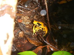 Dendrobates tinctorius