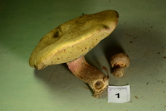 Caloboletus inedulis