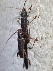 Callidiopis scutellaris