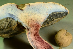 Caloboletus inedulis