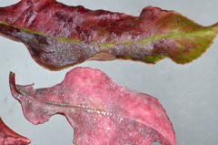 Podosphaera clandestina