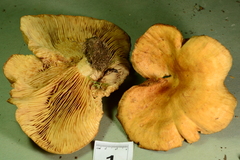 Lactarius yazooensis