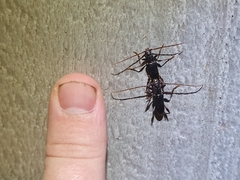 Callidiopis scutellaris