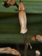 Gastrodia minor