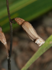 Gastrodia minor