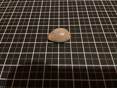 Staphylaea staphylaea