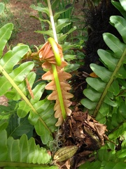 Neoblechnum brasiliense