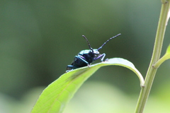 Pyrodes nitidus
