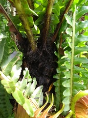 Neoblechnum brasiliense