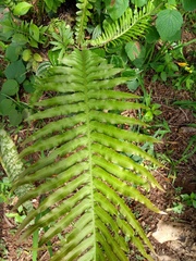 Neoblechnum brasiliense