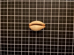 Staphylaea staphylaea