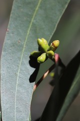 Eucalyptus goniocalyx goniocalyx