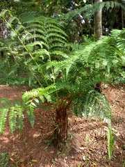 Cyathea atrovirens