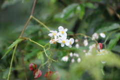 Begonia fuscocaulis