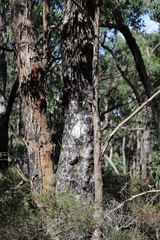 Eucalyptus goniocalyx goniocalyx