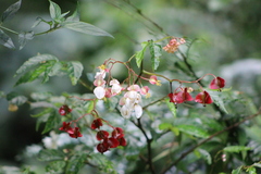 Begonia fuscocaulis